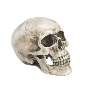 Decorative Skull Head
