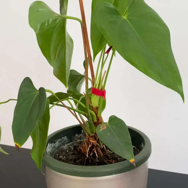 Lenders - 3 piece kit reusable plant ties
