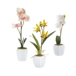 Mini Orchid in Pot, Asst. of 3