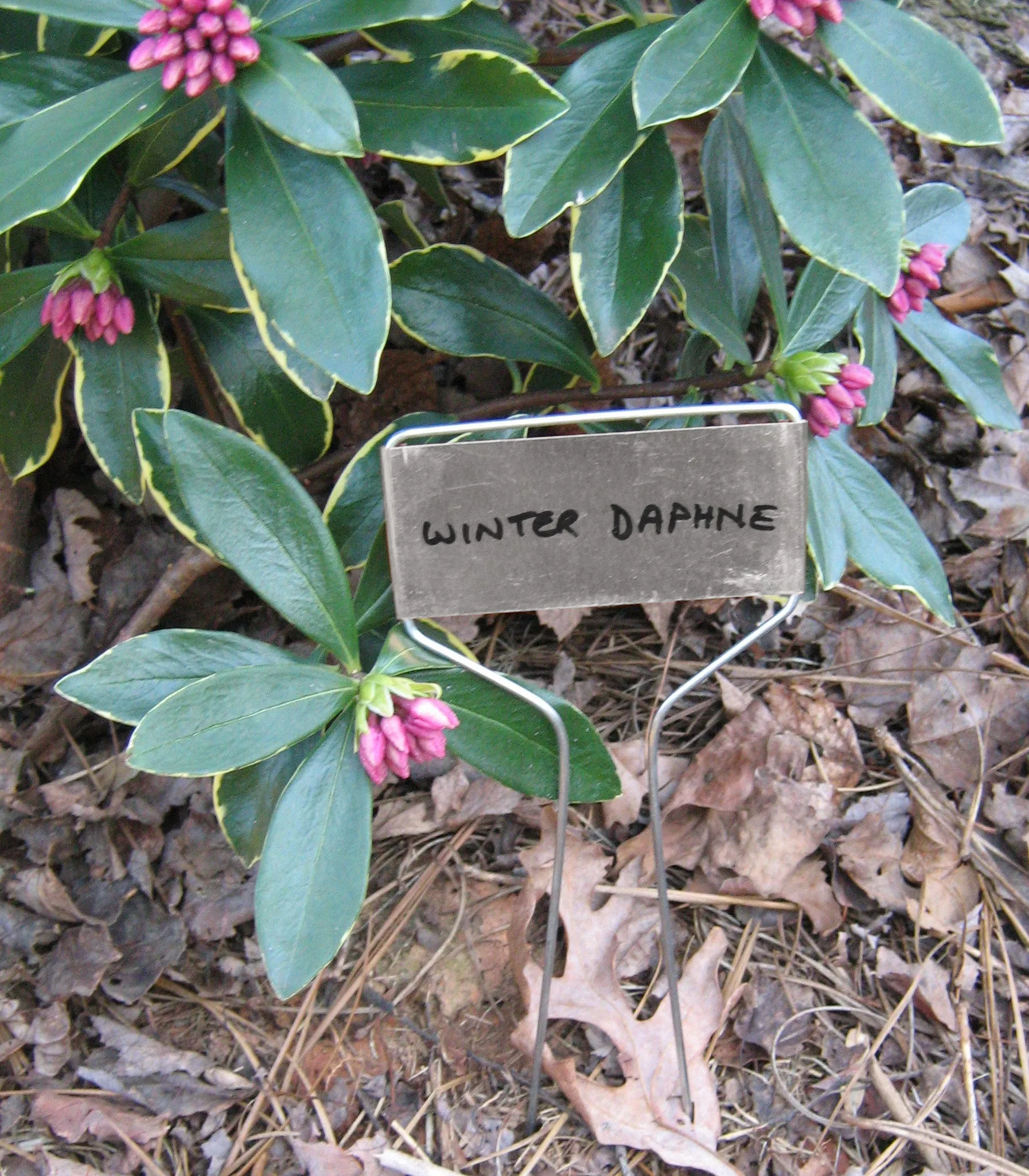 Small Face Weatherproof Metal Plant Markers - 10 inch