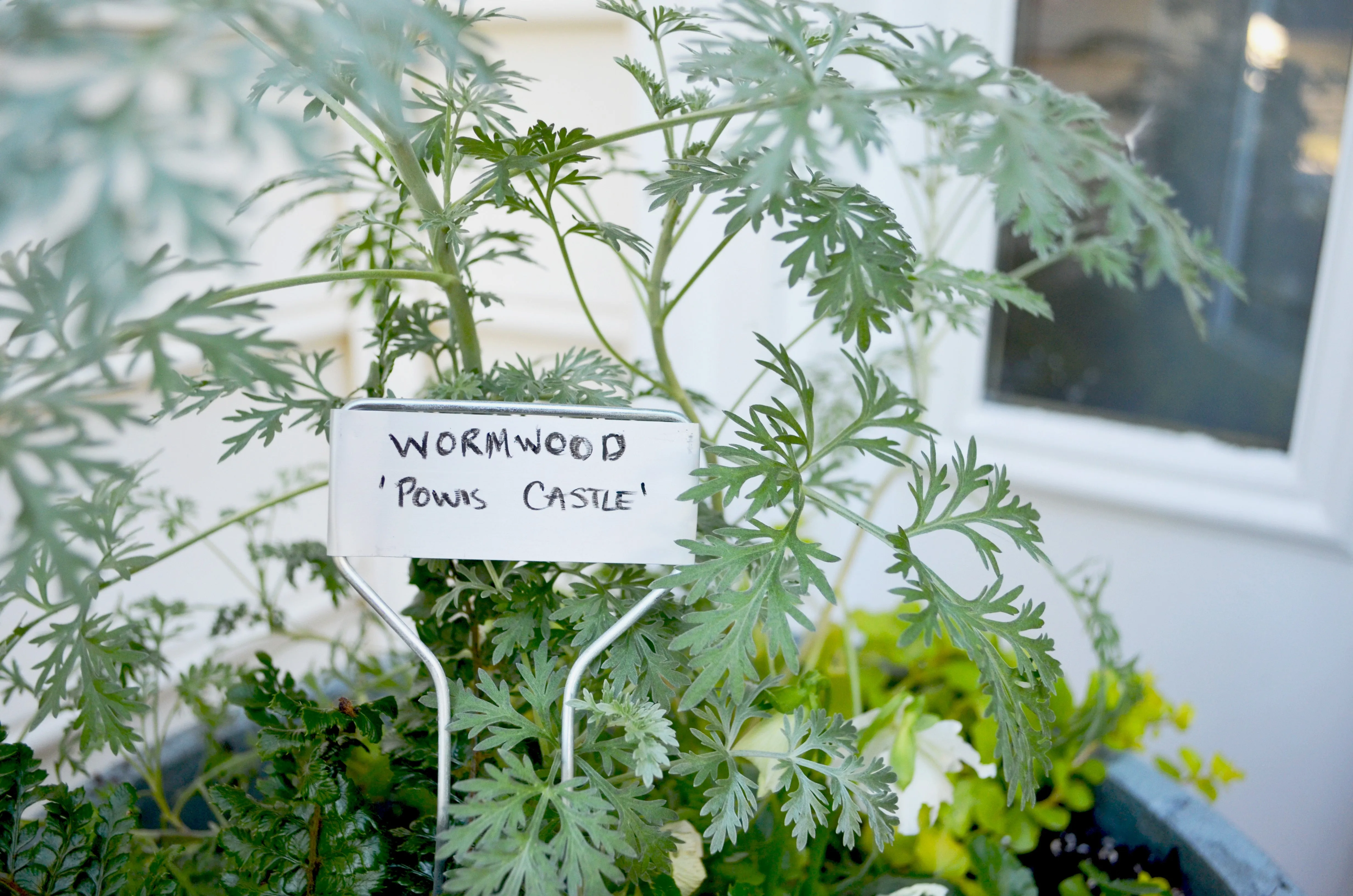 Small Face Weatherproof Metal Plant Markers - 10 inch